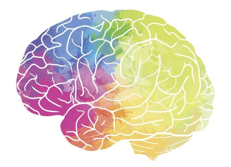 anatomy of areas of the brain affected by stroke