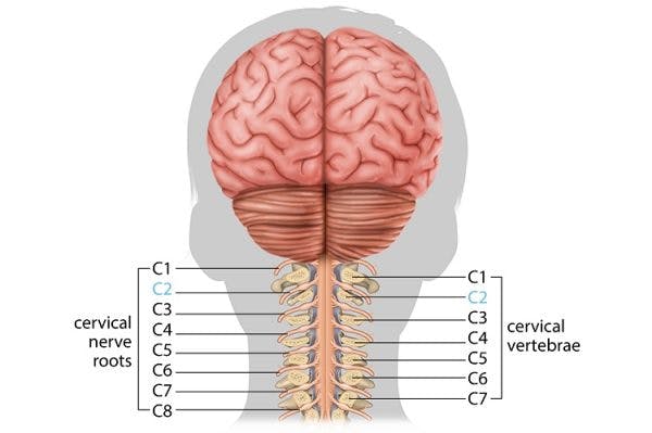c2 spinal cord injury illustration