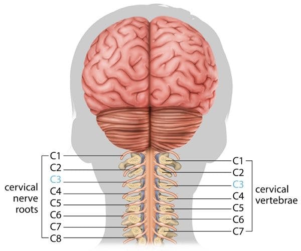c3 spinal cord injury illustration