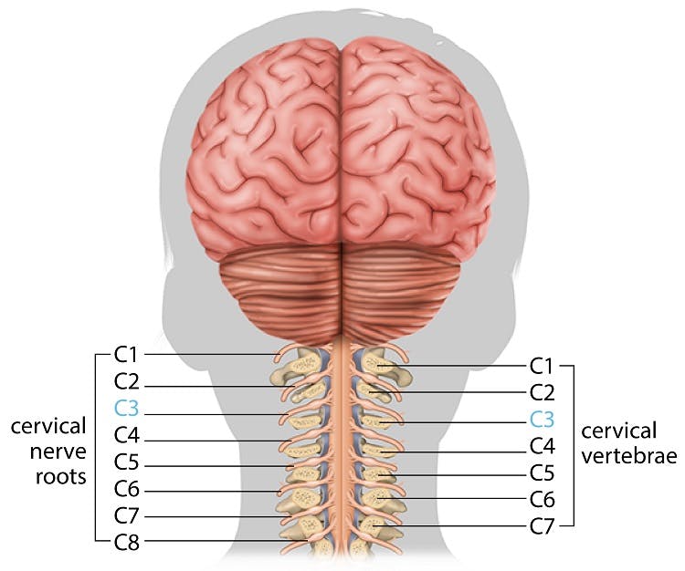 c3 spinal cord injury illustration