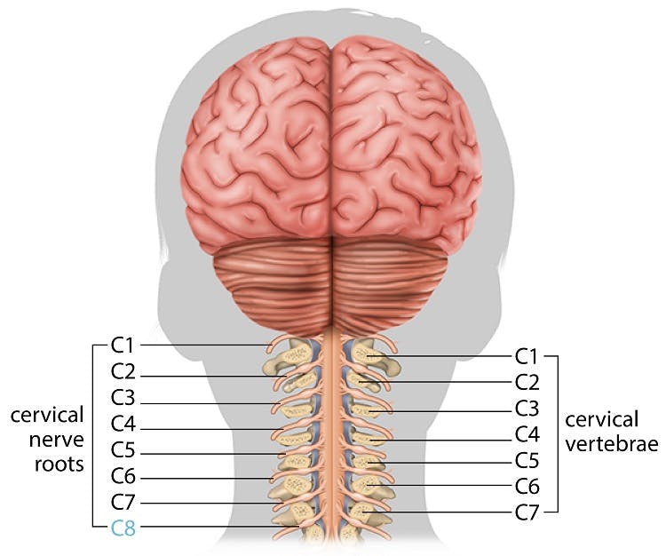 c8 spinal cord injury nerves and vertebrae
