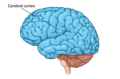 medical illustration of cerebral cortex, which shows most of the brain highlighted