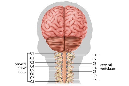 cervical spinal cord injury levels
