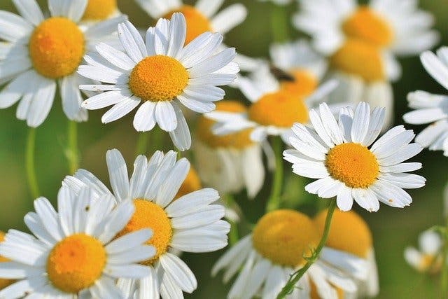 chamomile essential oils for spinal cord injury