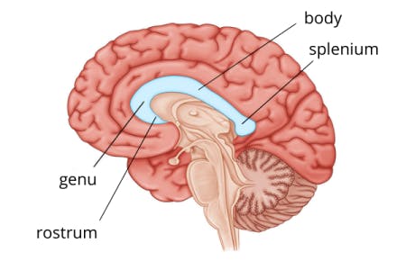 different parts of corpus callosum