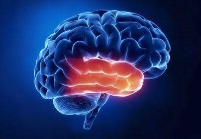 Ilustración del cerebro con el lóbulo temporal resaltado en rojo