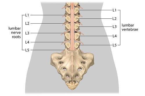 lumbar spinal cord injury levels and functions affected