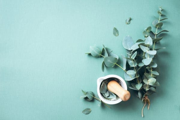 green eucalyptus on blue background to symbolize natural remedies for foot drop