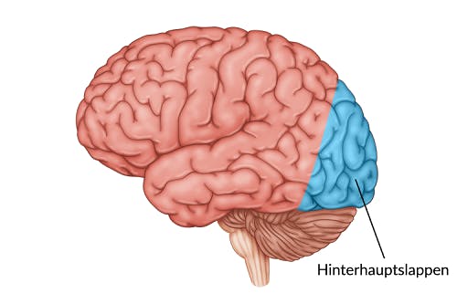 Hinterhauptslappen