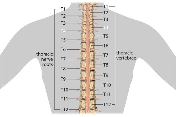nerves and vertebrae affected by t4 spinal cord injury