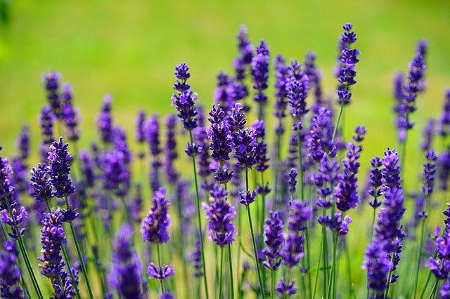 using lavender essential oils for spinal cord injury recovery