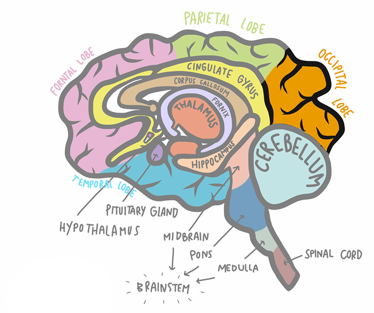 illustration de l'AVC du lobe occipital par rapport au reste du cerveau