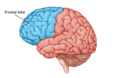 medical illustration of brain with the frontal lobe highlighted