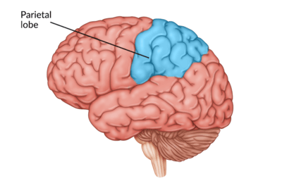 medical illustration of brain with the parietal lobe highlighted